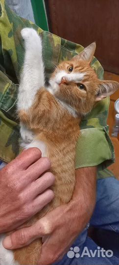 Кот
