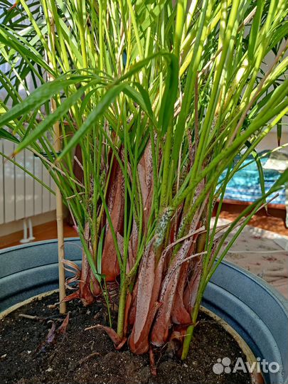 Пальма Арека хризолидокарпус