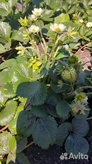 Рассада клубники