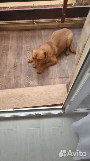 Собака в добрые руки