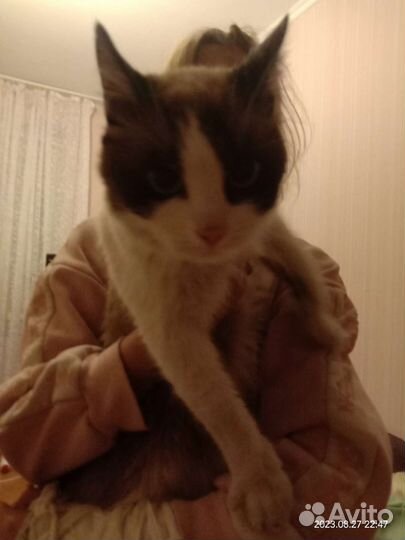 Кот,сиамский