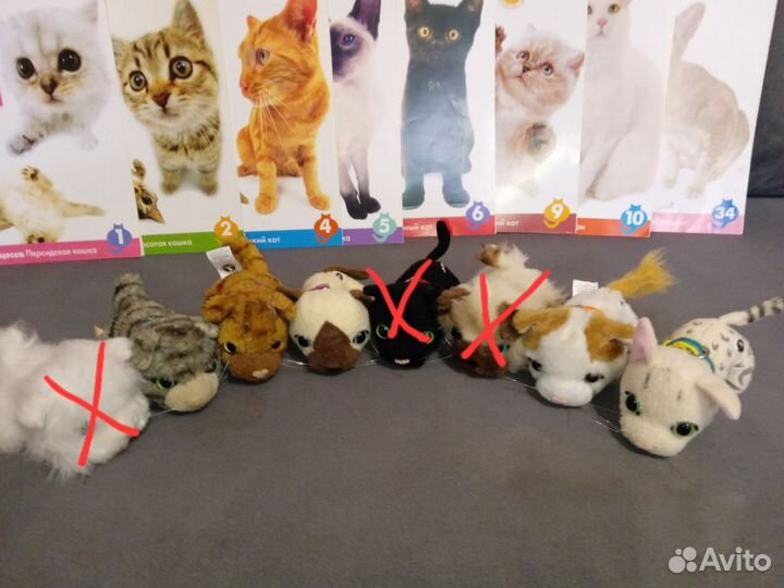 Котята The cat collection с журналами