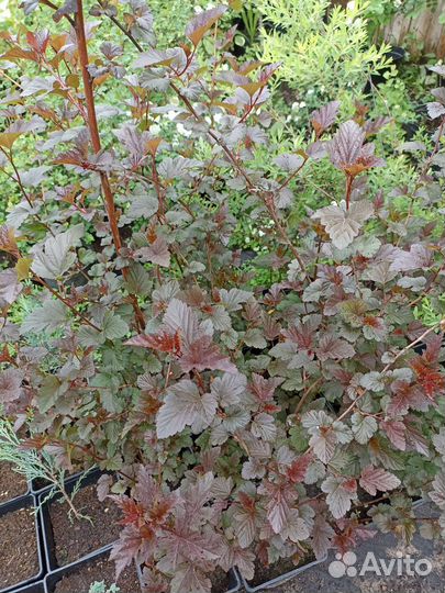 Пузыреплодник