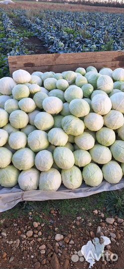 Капуста белокочанная
