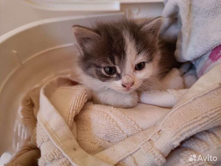 Малышка Соня ищет семью