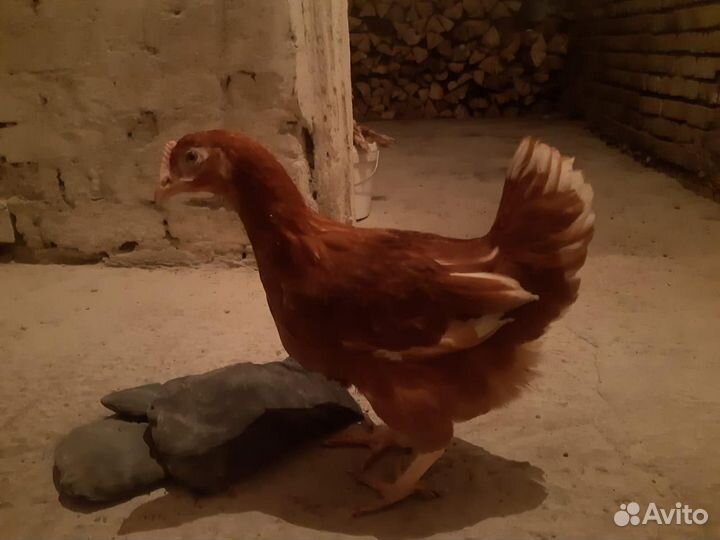 Куры Несушки