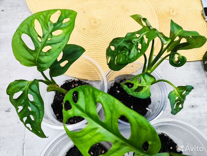 Монстера манки