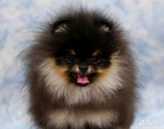 Миниатюрный мальчик