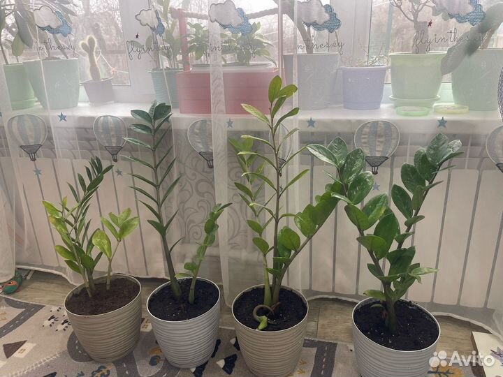 Замиокулькас