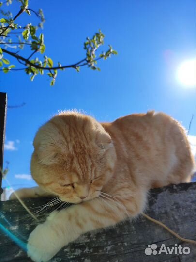 Британская вислоухая кошка