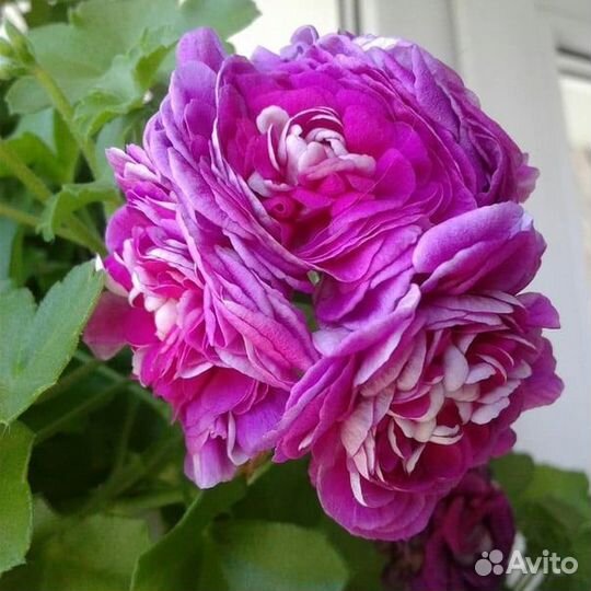 Пеларгония плющелистная