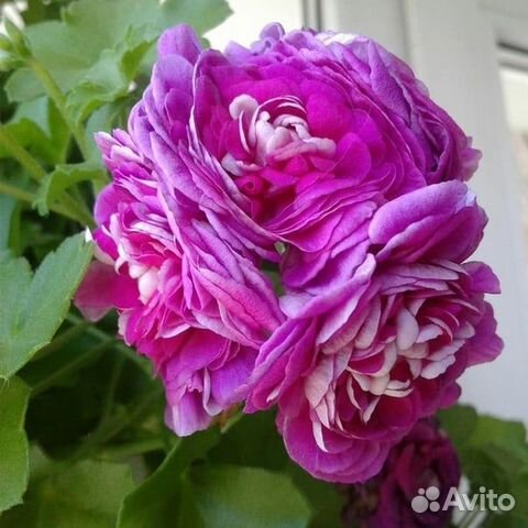 Пеларгония плющелистная