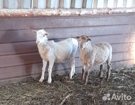 Катумские бараны