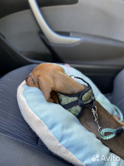 Продам шлейку для щенка/маленькой собачки