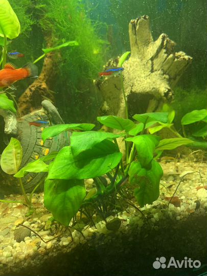 Анубиас нана