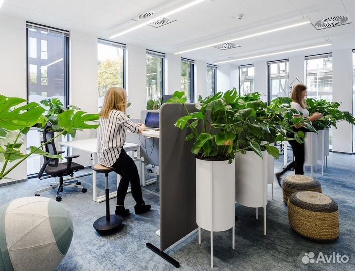 Растения для офиса / озеленение под ключ