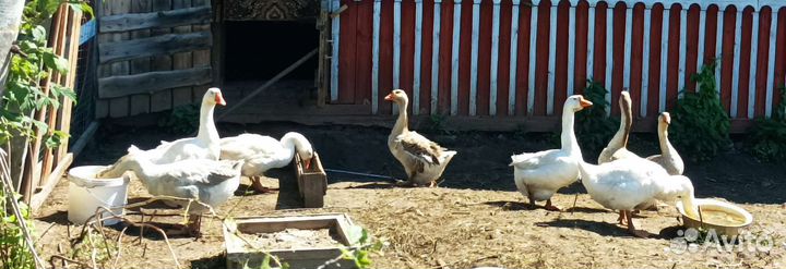 Утки старт 53, гуси