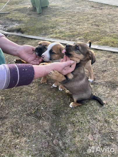 Щенки в добрые руки