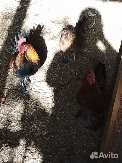 Петух бентанки