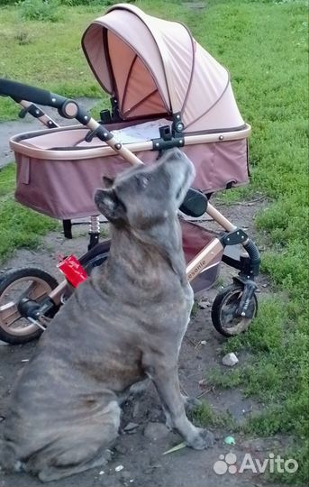 Коляска 2 в 1 бу