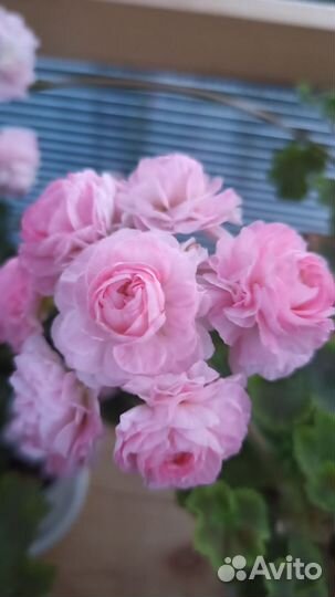 Пеларгония герань