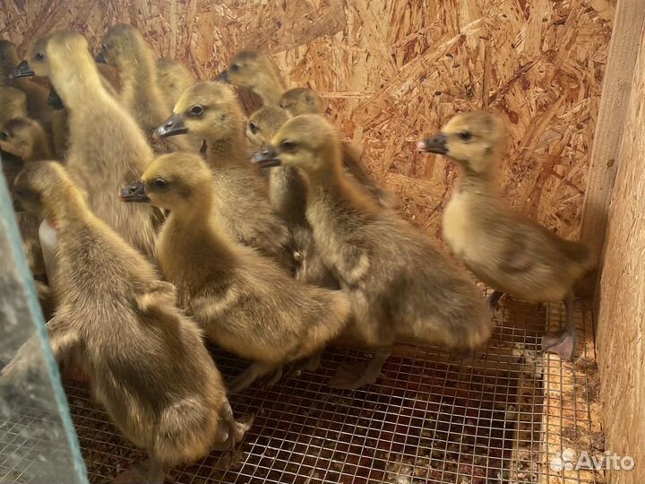 Цыплята бройлеры подрощенные