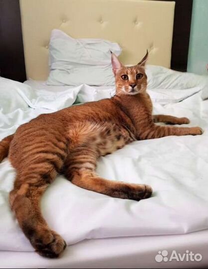 Кошка Каракет Ф1