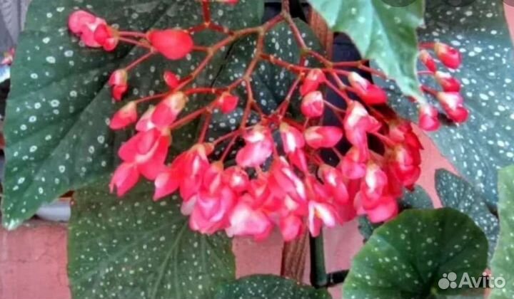 Бегония коралловая
