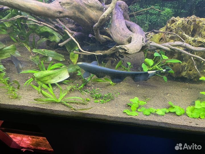 Рыба нож аптеронотус