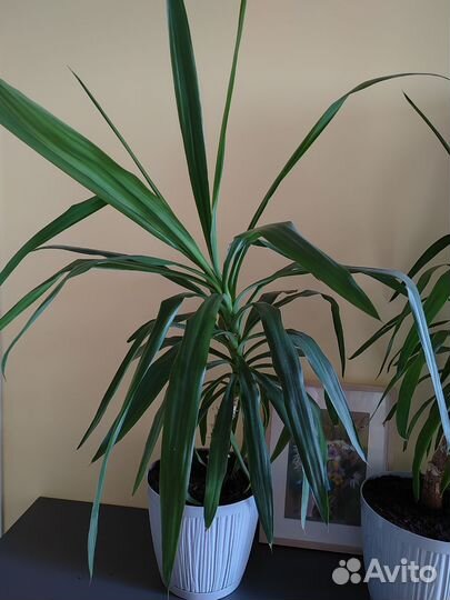 Пальма юкка неприхотливая