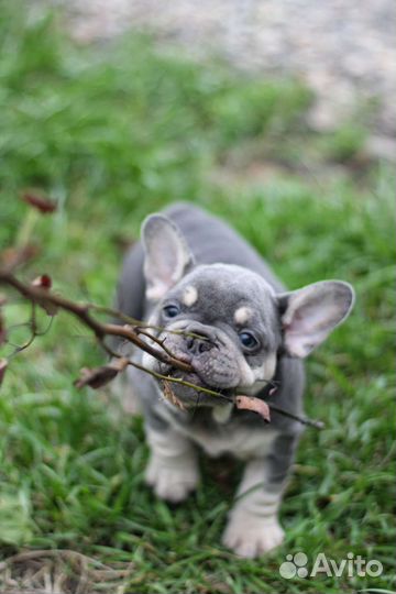 Французский бульдог лиловый тан