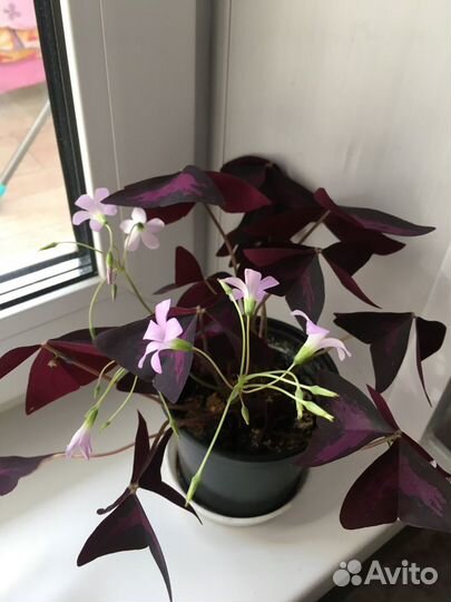 Комнатный цветок Оксалис (Кислица, «Доброе утро»)