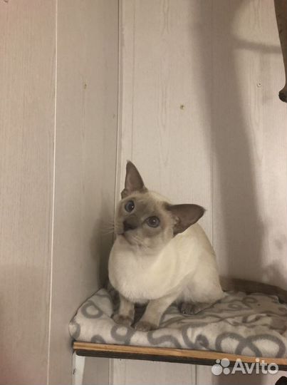 Вязка ориентал