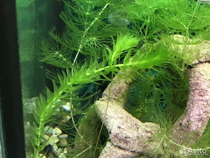 Аквариумные растения 11 видов