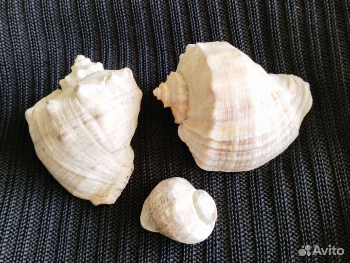 Ракушки для аквариума