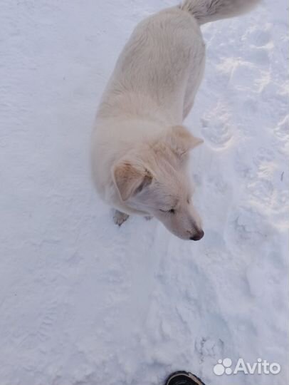 Бездомыш замерзает