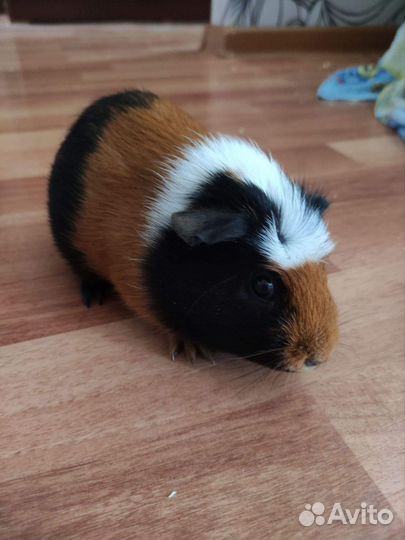 Морская свинка.девочка 4 месяца