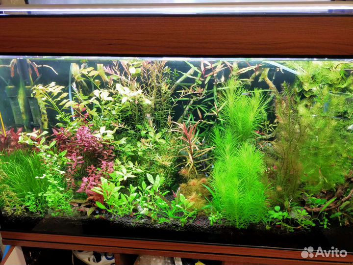 Аквариумные растения, улитки, креветки