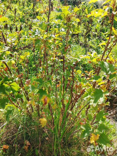 Белая смородина