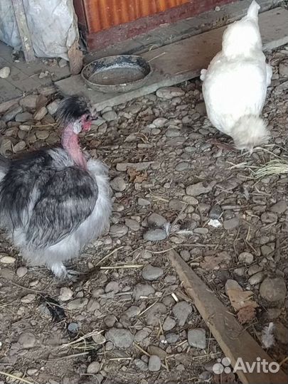 Инкубационные яйца карликовых кур