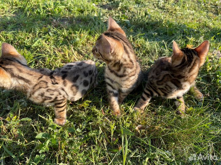 Бенгальские котята