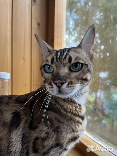 Передержка животных