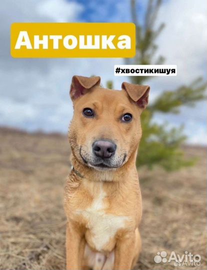 Щенок подросток метис