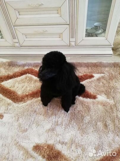 Вязка собак