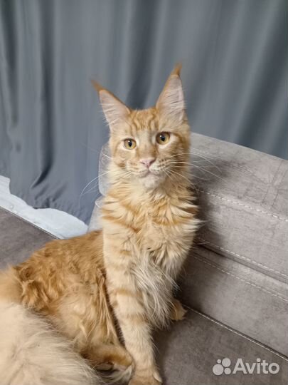 Резерв на котят