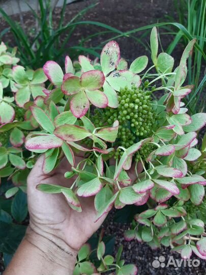 Гортензия метельчатая Пастель грин