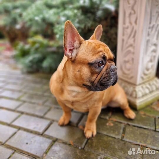 Вязка французский бульдог