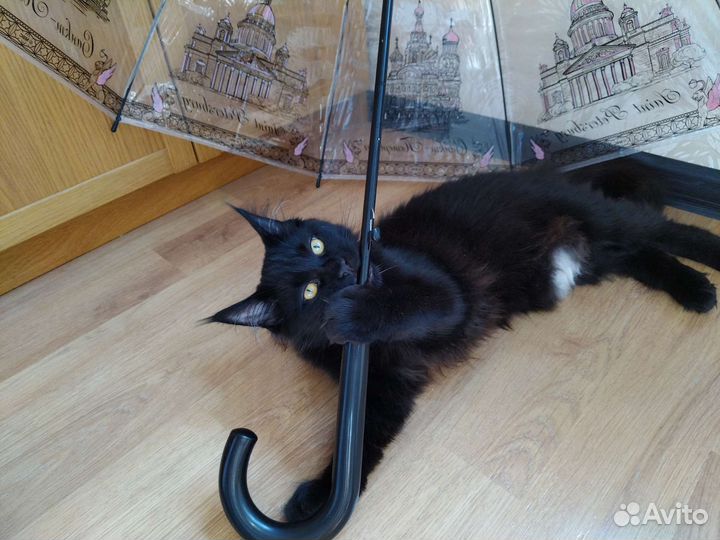 Котята мейн-кун