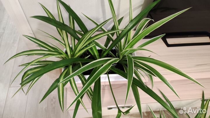 Хлорофитумы двухцветные (два сорта) и зелёный