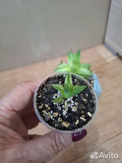 Суккуленты. Хавортия